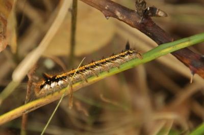 Euthrix potatoria