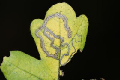 Stigmella aceris