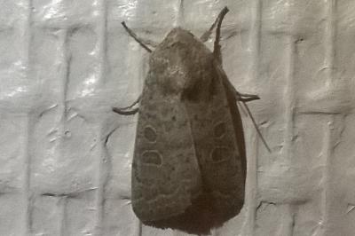 Hoplodrina blanda