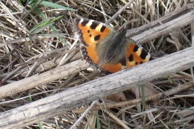 Aglais urticae