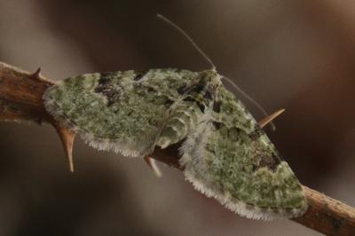 Chloroclystis v-ata