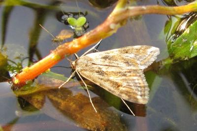 Cataclysta lemnata