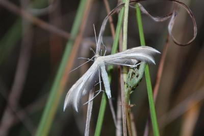 Merrifieldia baliodactyla