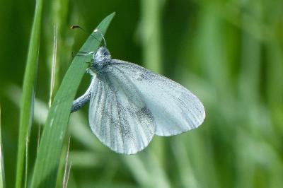 Leptidea sinapis