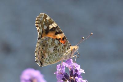 Vanessa cardui
