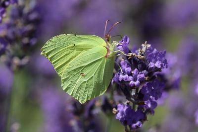 Gonepteryx rhamni
