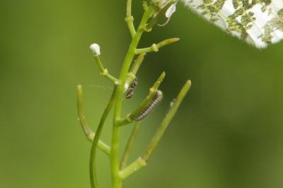 Anthocharis cardamines