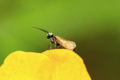 Micropterigidae