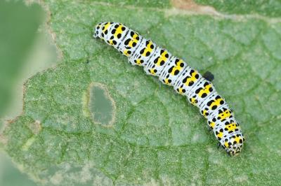 Cucullia verbasci