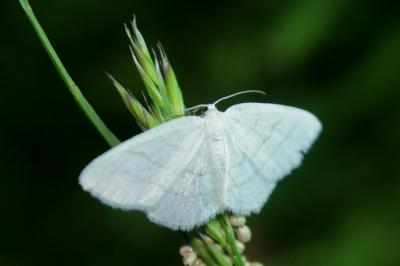 Cabera pusaria