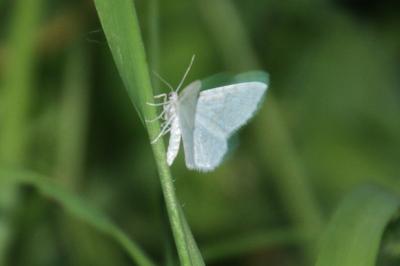 Asthena albulata