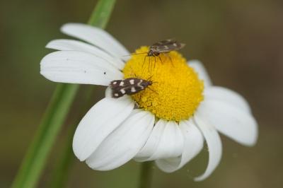 Scythrididae