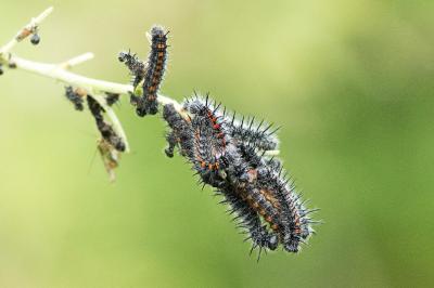 Nymphalis antiopa