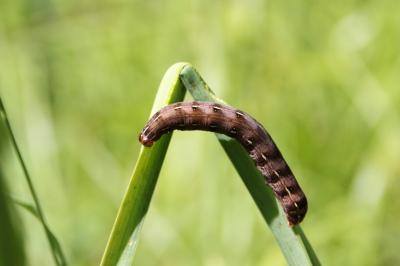 Cerastis rubricosa
