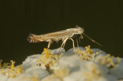 Gelechiidae