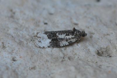 Apotomis turbidana