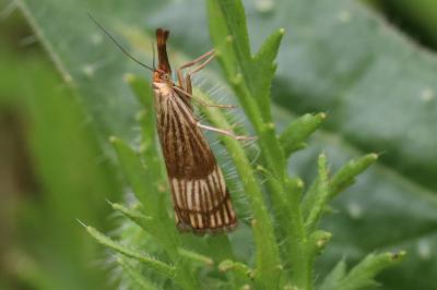 Chrysocrambus linetella