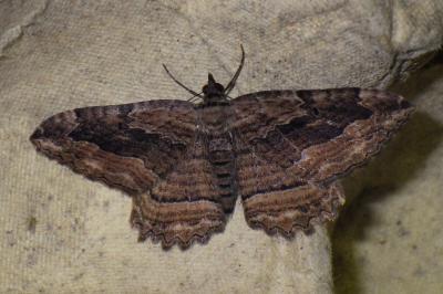 Philereme transversata