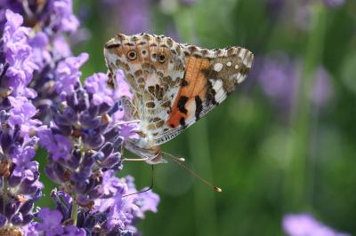 Vanessa cardui