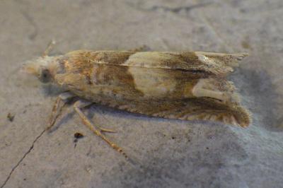 Eucosma conterminana
