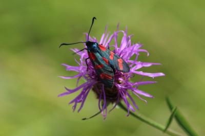Zygaena filipendulae