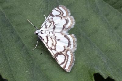 Nymphula nitidulata