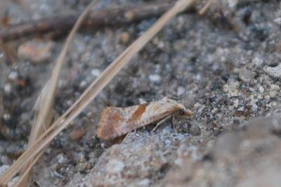 Falseuncaria ruficiliana