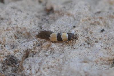 Goidanichiana jourdheuillella