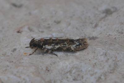 Psoricoptera gibbosella