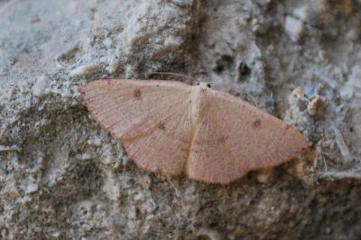 Cyclophora puppillaria