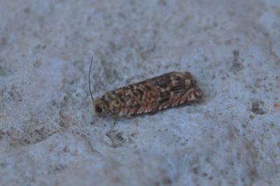 Gypsonoma minutana