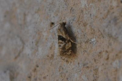Phalonidia manniana