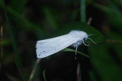 Spilosoma urticae