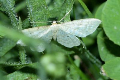 Scopula immutata