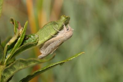 Phragmataecia castaneae