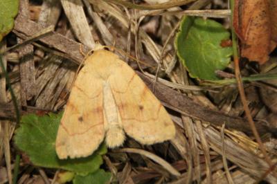 Enargia paleacea