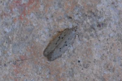 Athrips mouffetella