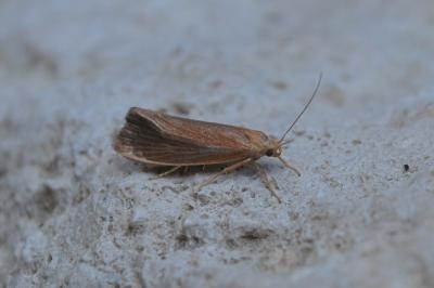 Orthotelia sparganella