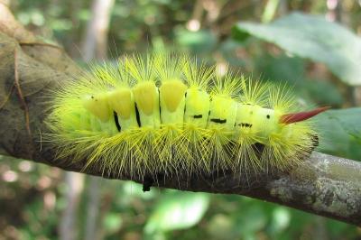 Calliteara pudibunda