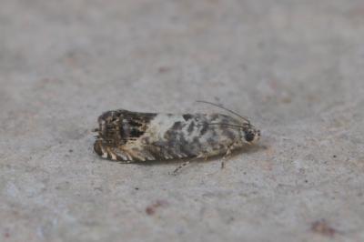 Pammene fasciana