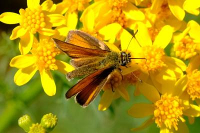 Thymelicus lineola