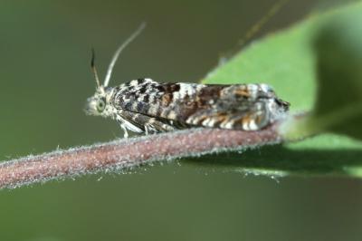 Epiblema costipunctana