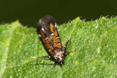 Pancalia leuwenhoekella