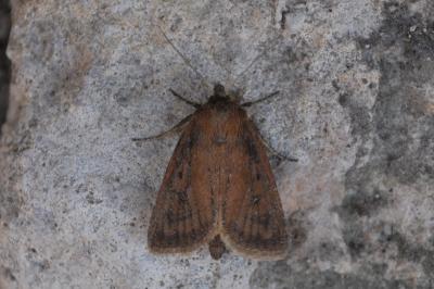 Lenisa geminipuncta