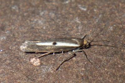 Parahyponomeuta egregiella