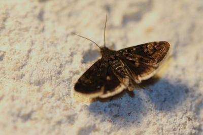 Heliothela wulfeniana