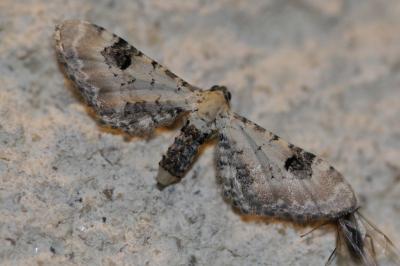 Eupithecia centaureata