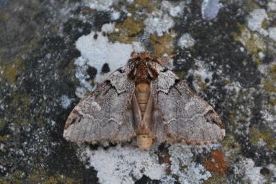 Drymonia obliterata
