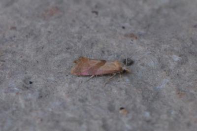 Cochylis roseana