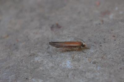 Zelleria hepariella